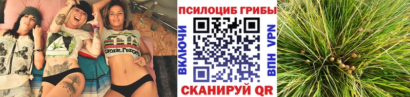 наркотики  Тарко-Сале  Псилоцибиновые грибы Psilocybine cubensis 